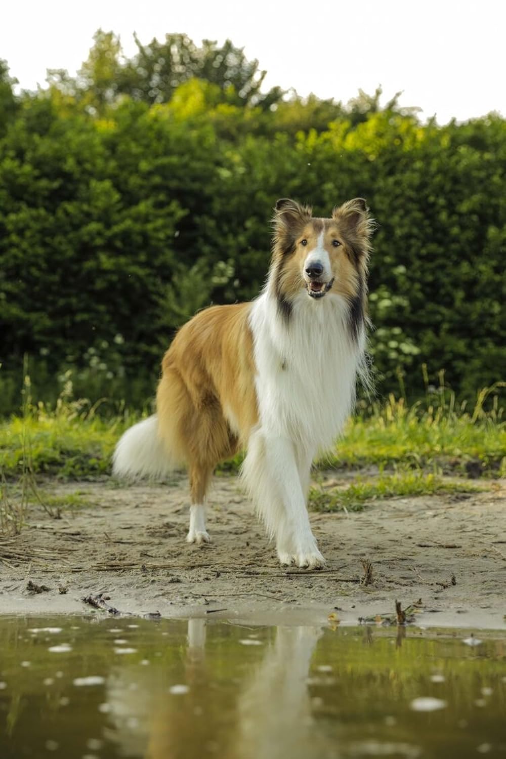 دانلود فیلم Lassie Come Home 2020
